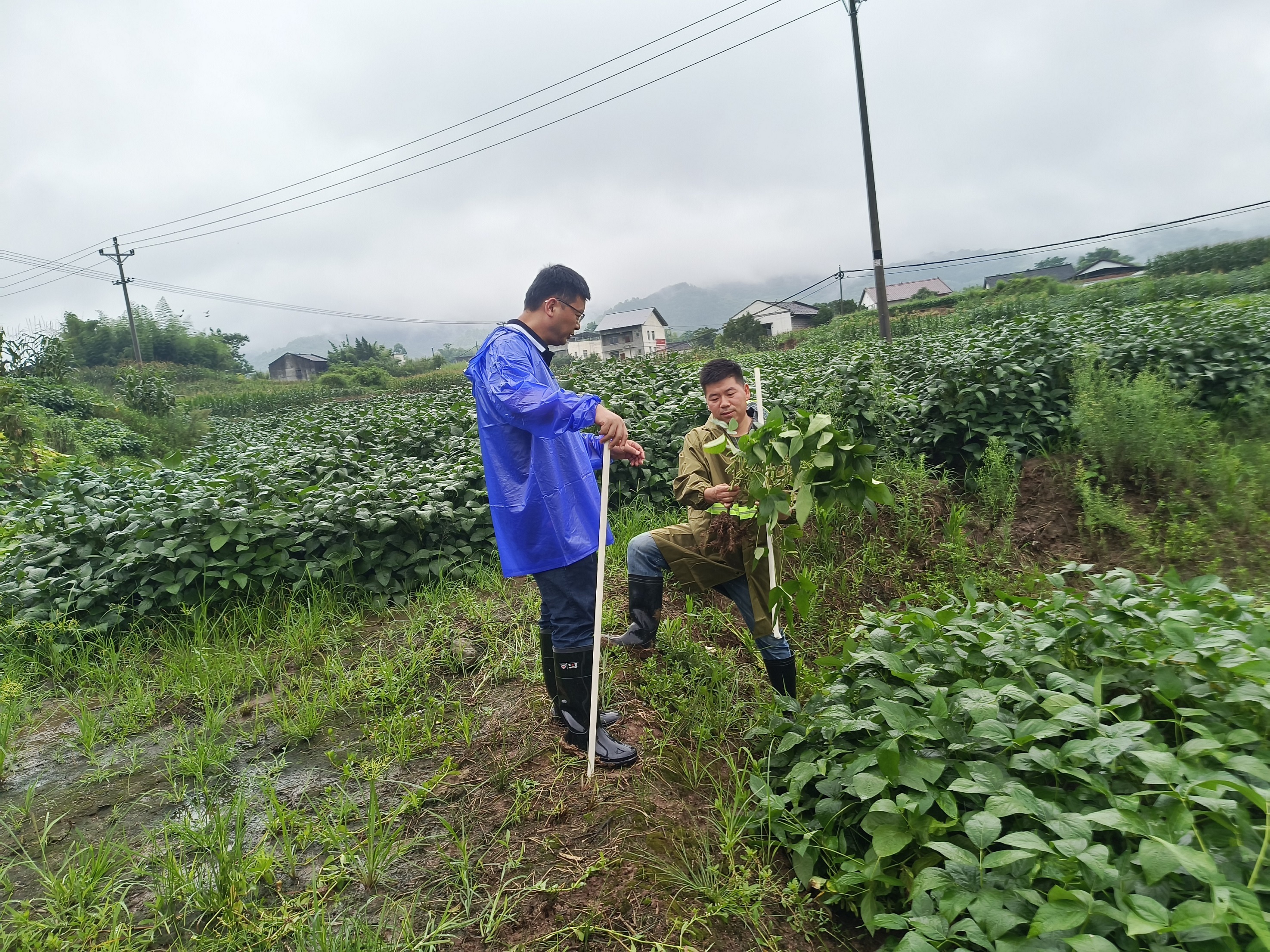重庆市种子站到水稻所大发彩票种业垫江基地调研大豆品种研发进展