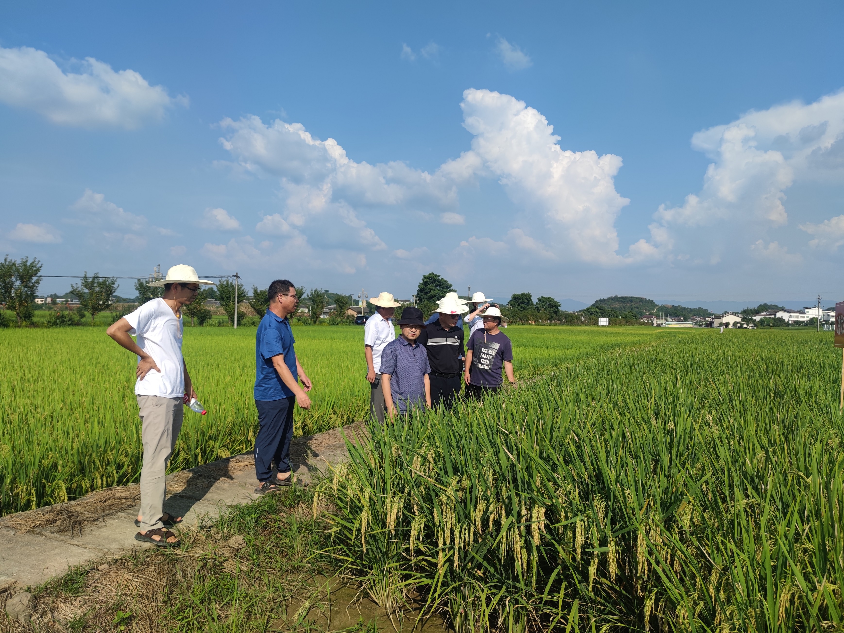中国农科院专家到访水稻所 推动战略合作项目走深走实