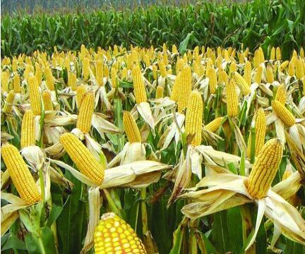 掌握玉米种植关键管理技术很简单