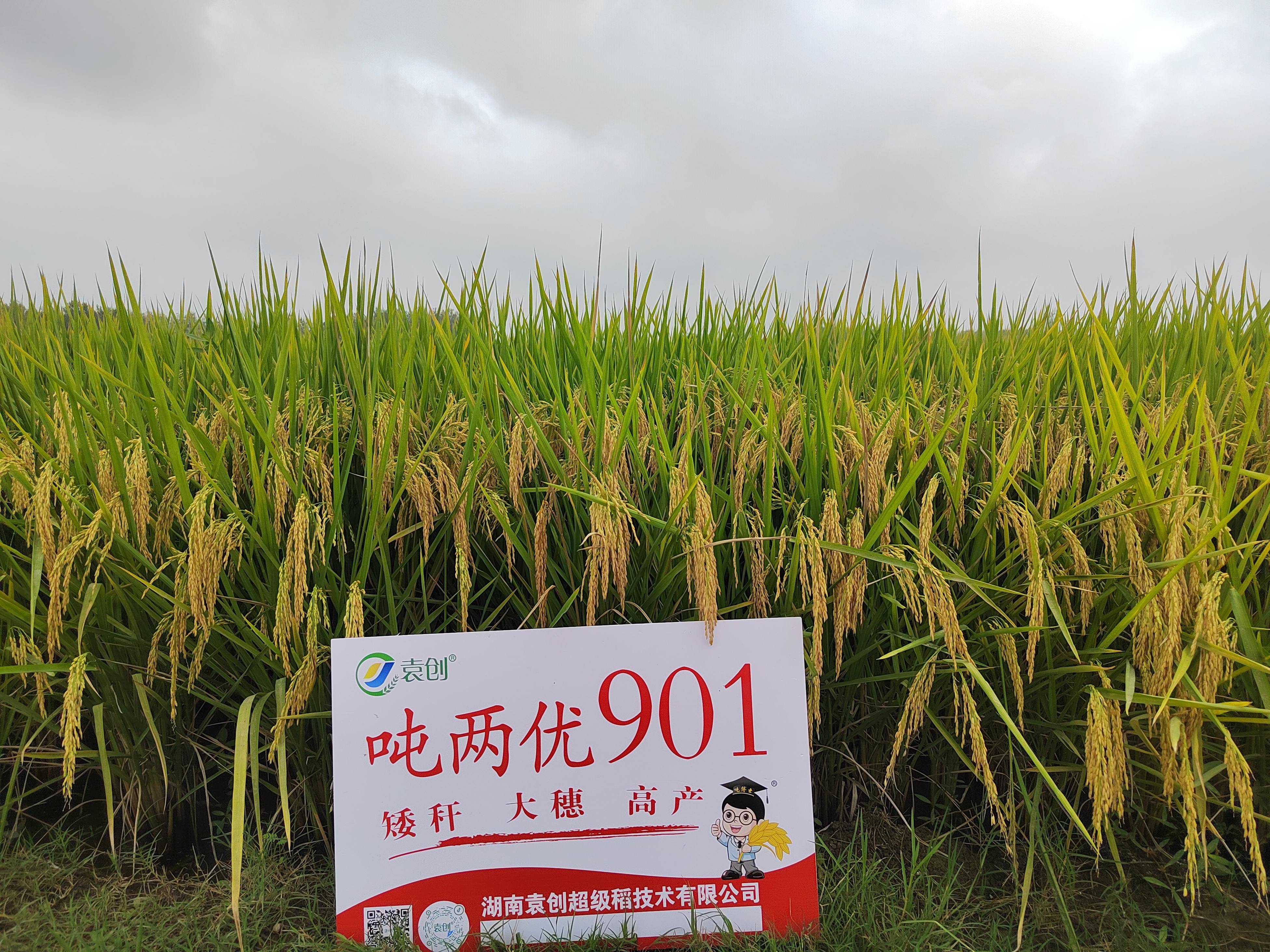 吨两优901