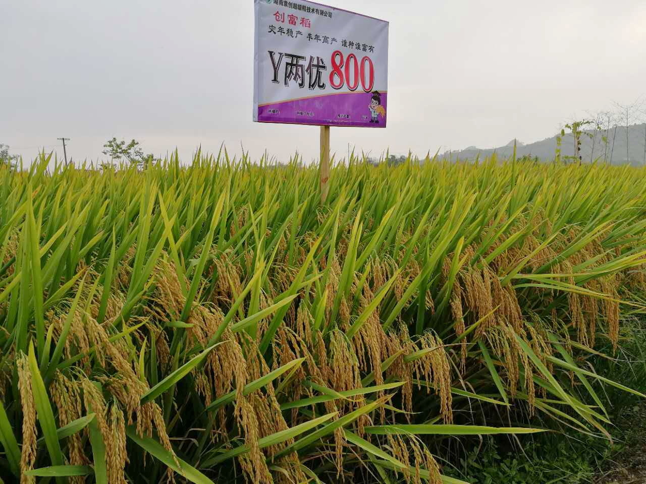 Y两优800 Y两优800