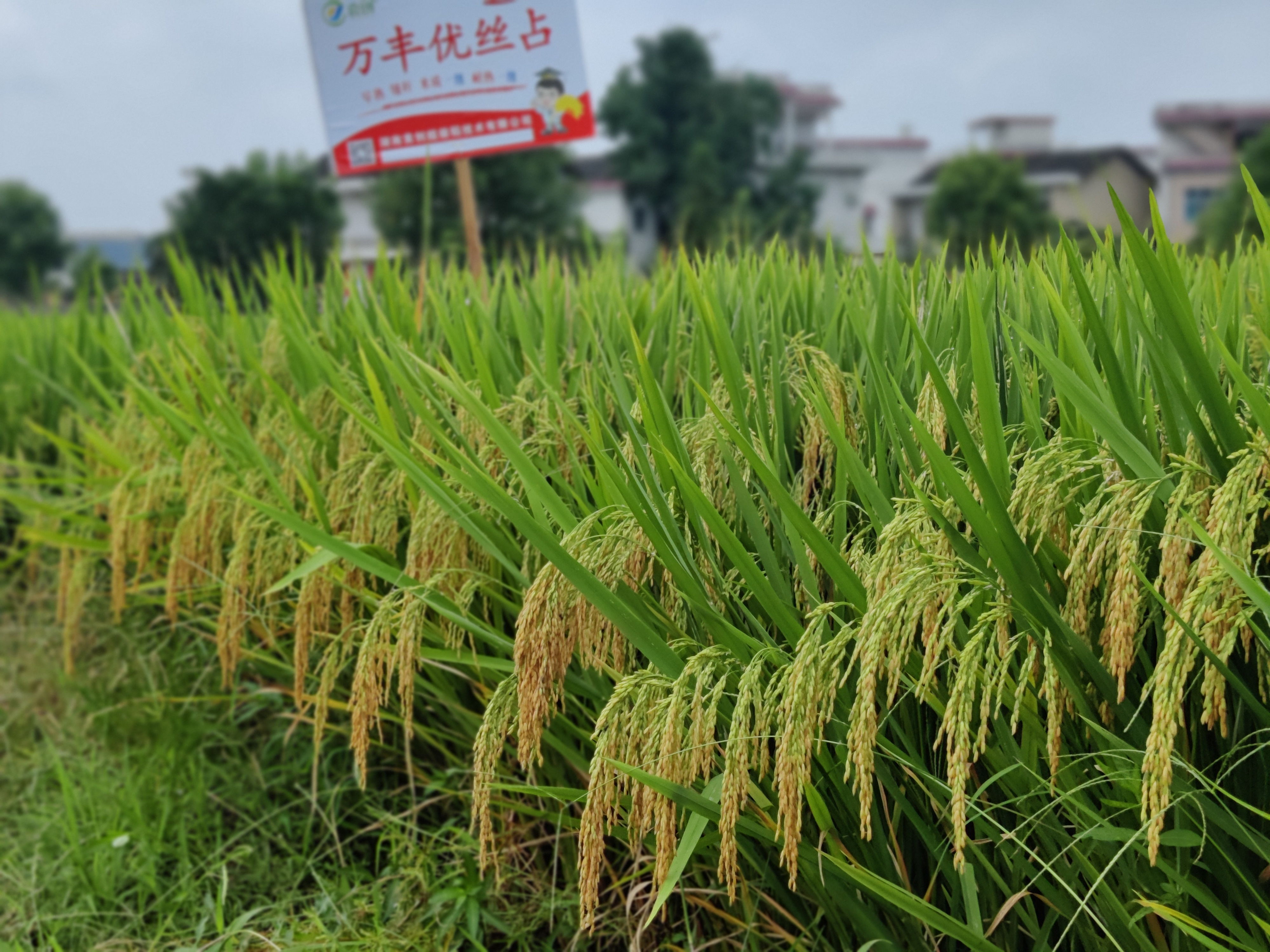 万丰优丝占