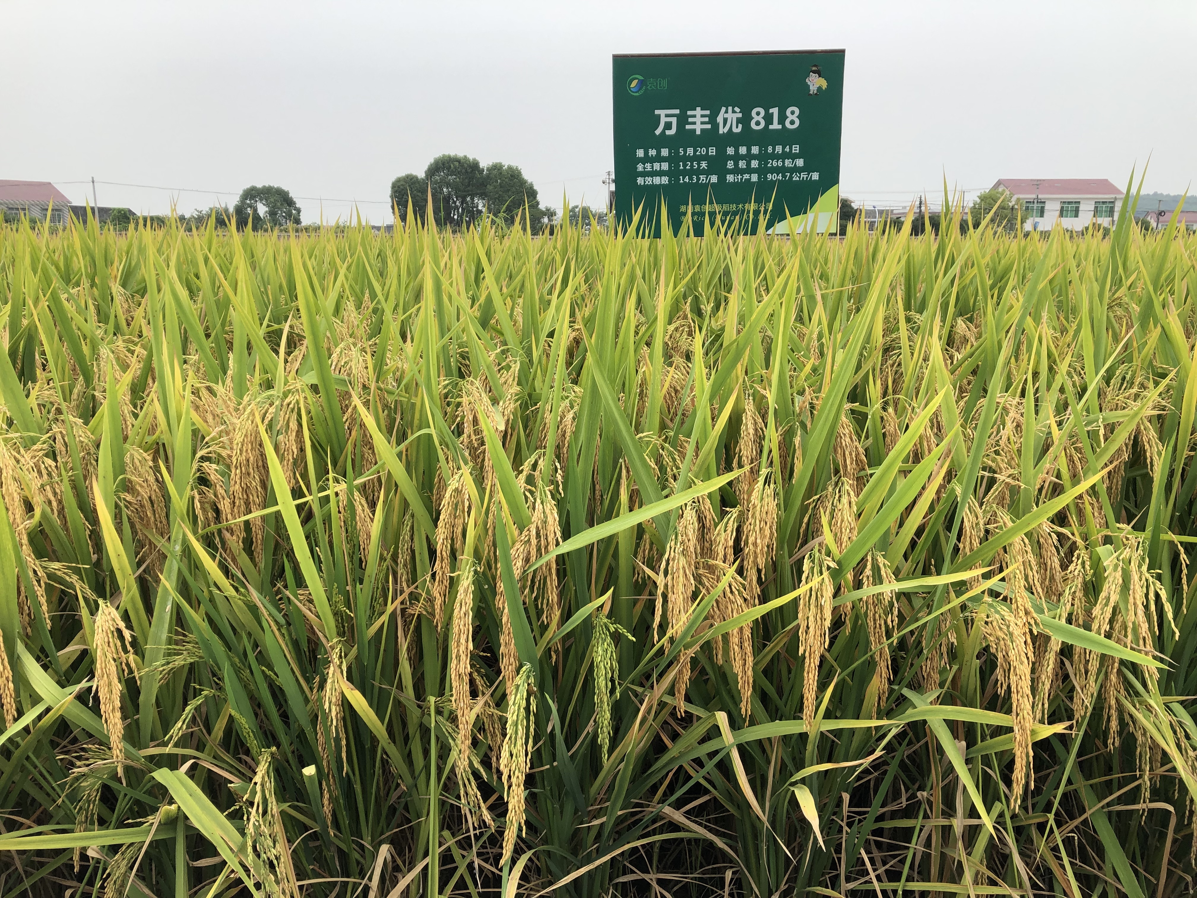 万丰优818