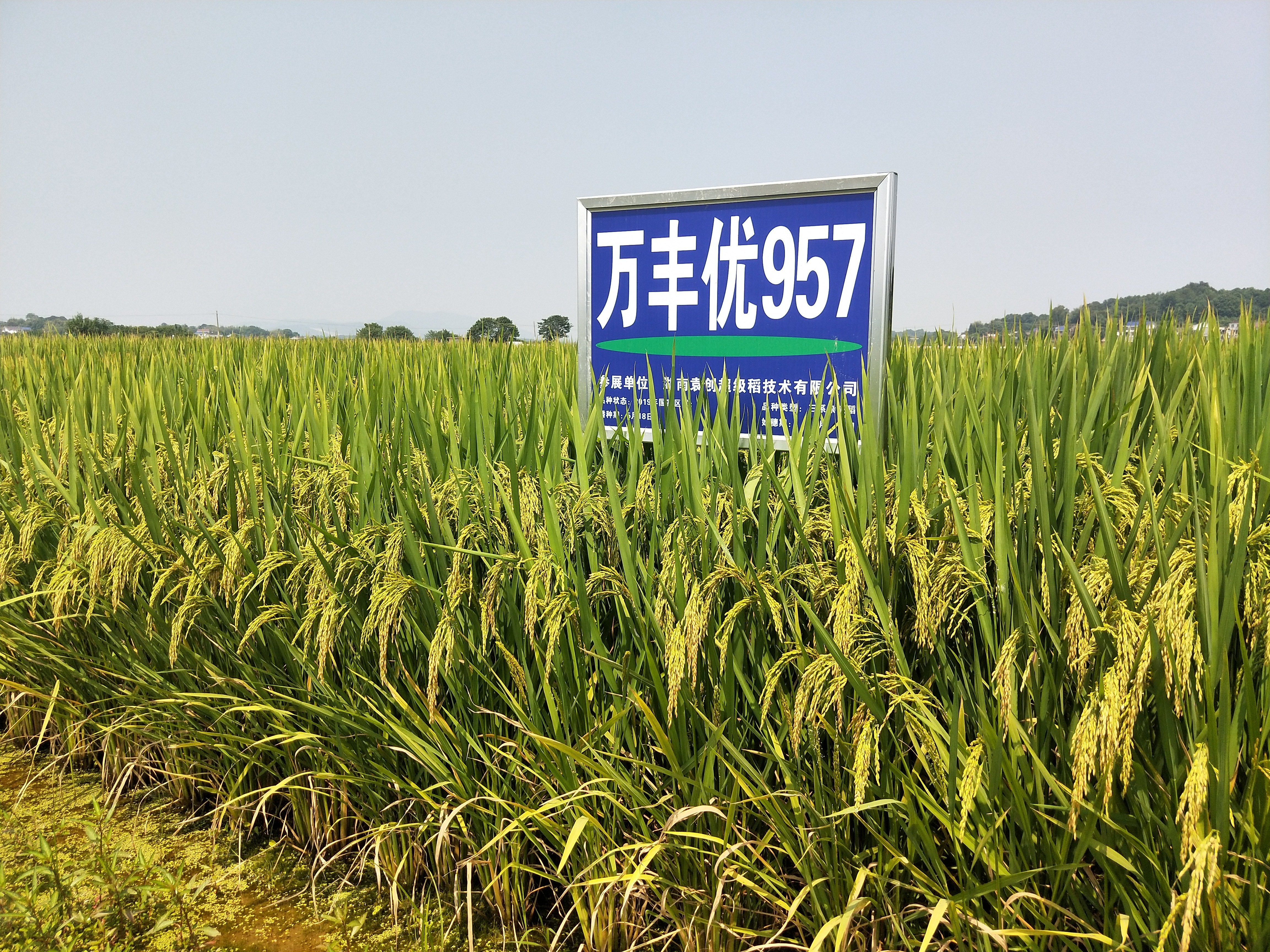 万丰优957