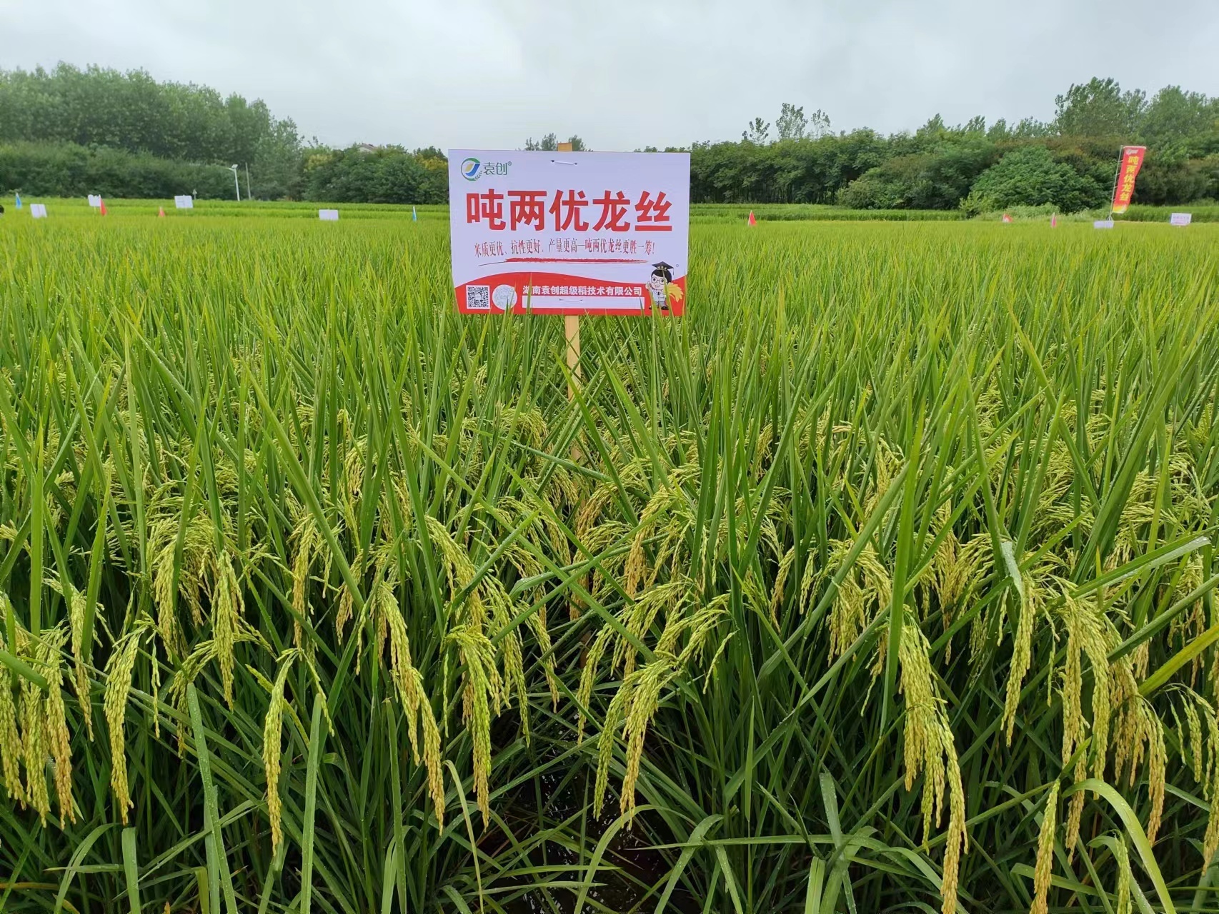 吨两优龙丝