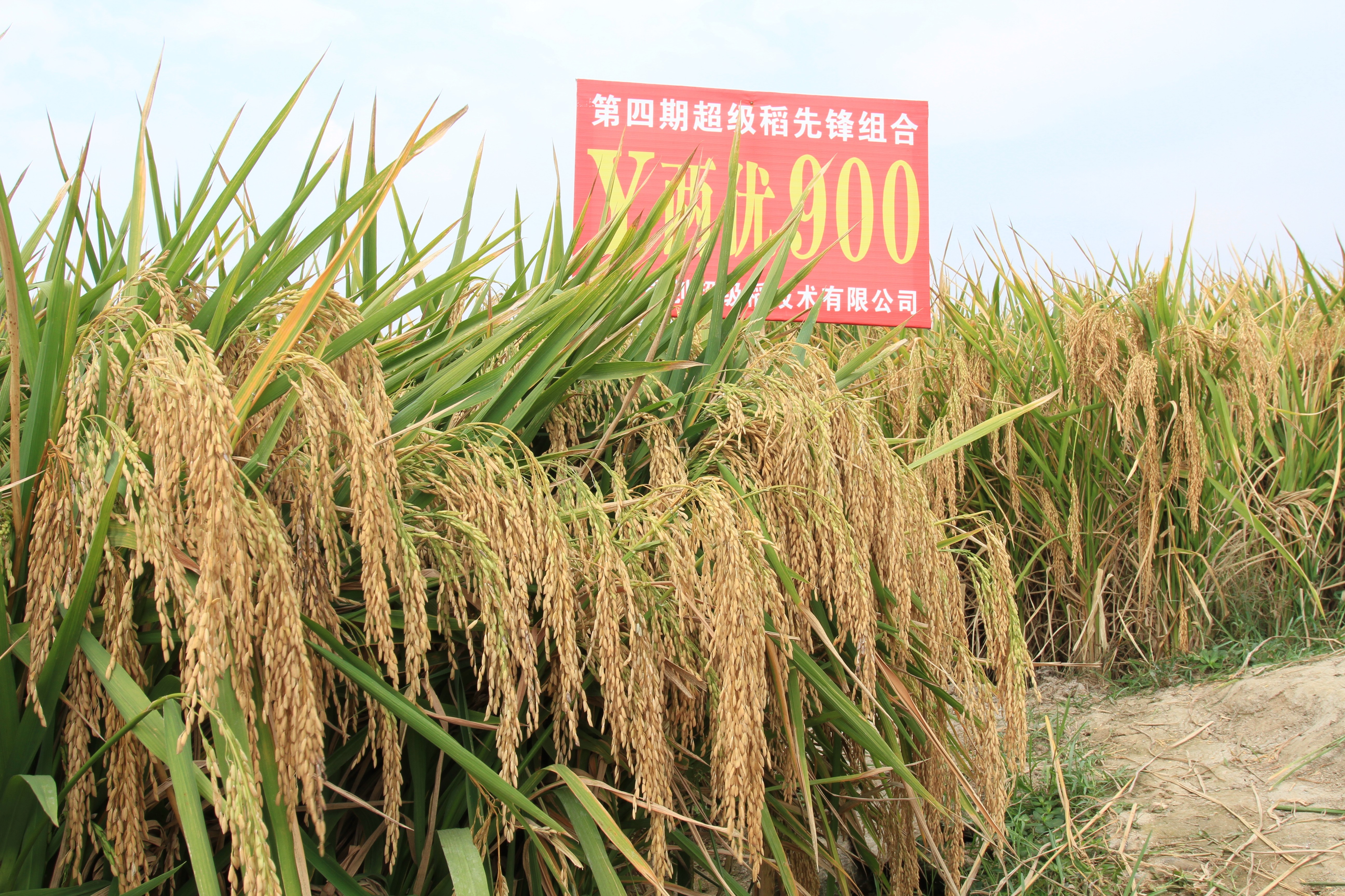 Y两优900 Y两优900