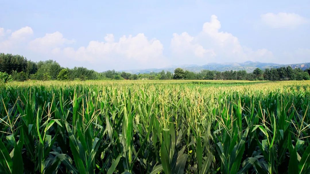 【科學種植】灌漿期影響玉米產量的關鍵因素及管理措施