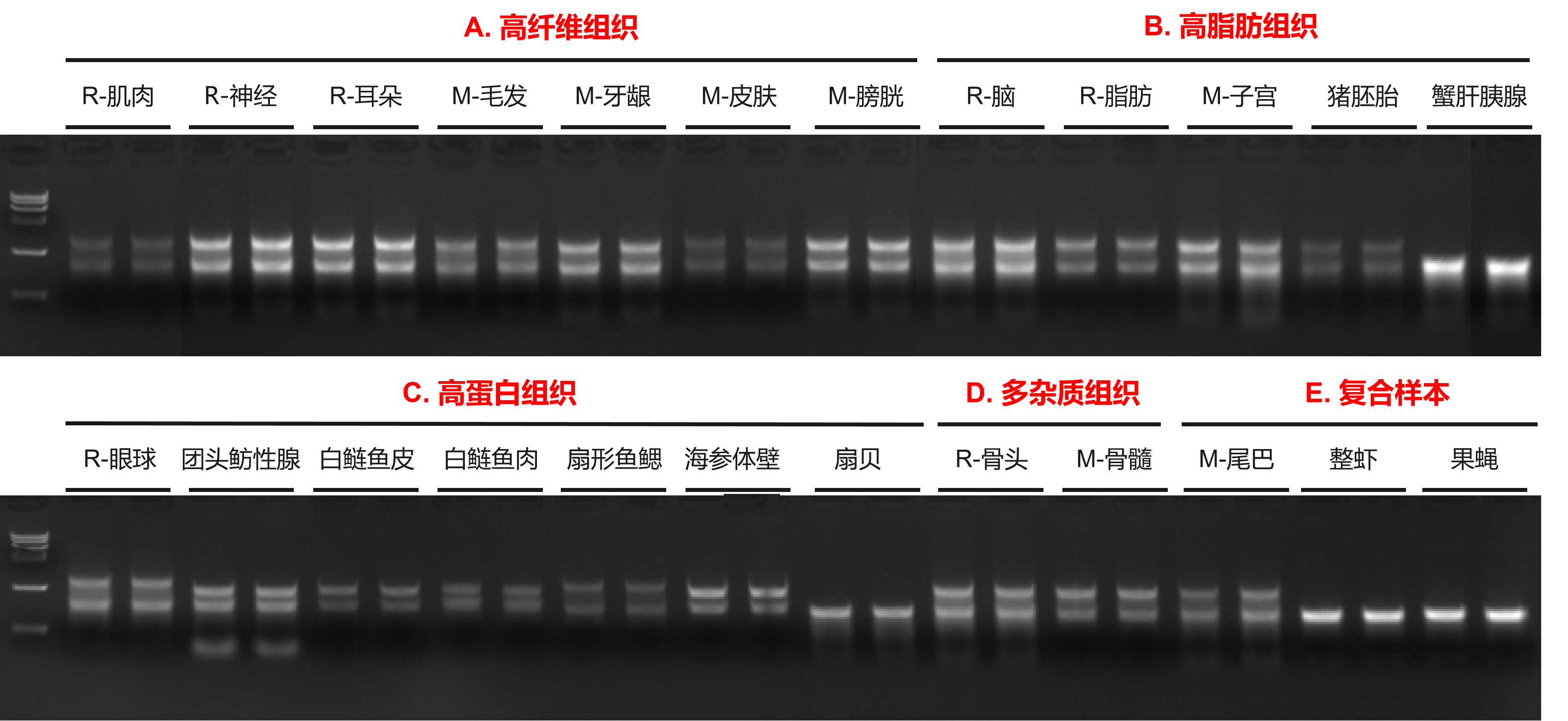 Fastpure Complex Tissue Cell Total Rna Isolation Kit