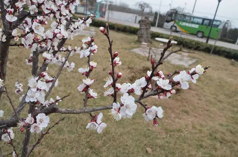 为人民添绿增彩 用行动守护蓝天