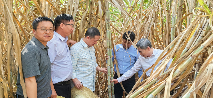 国家重点研发计划重点专项课题助力甘蔗产业高质量发展