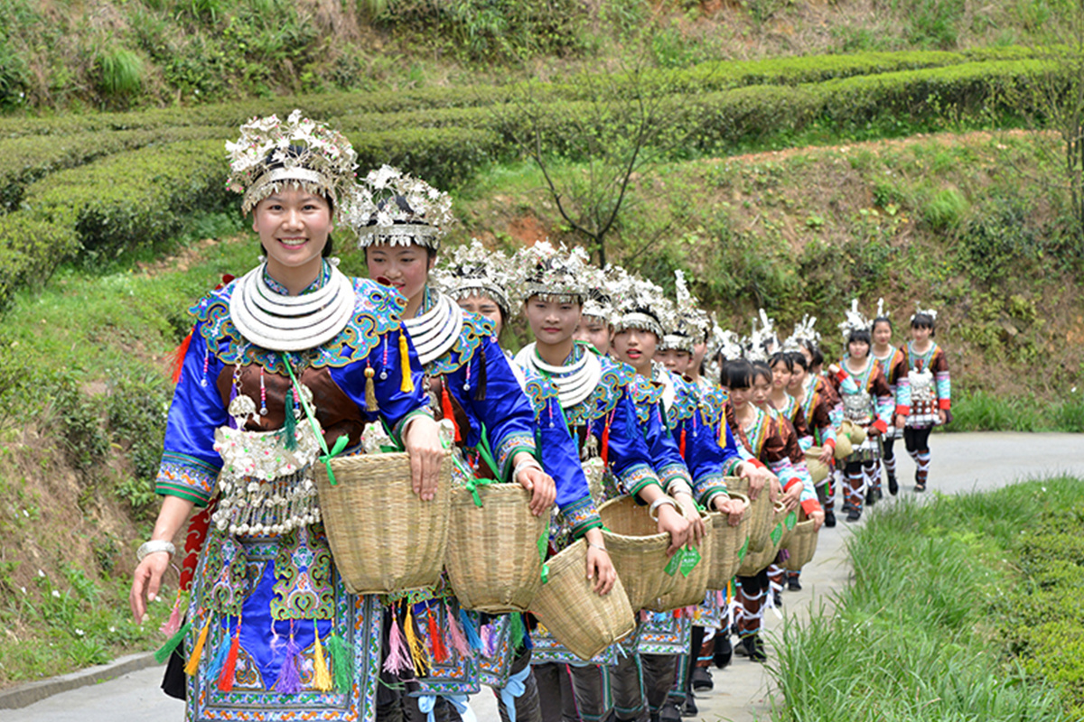 茶园风采