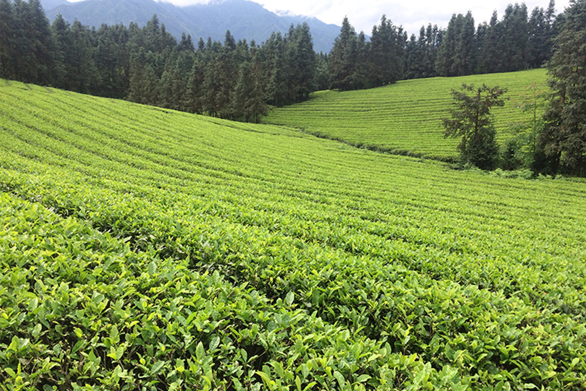 茶园风采