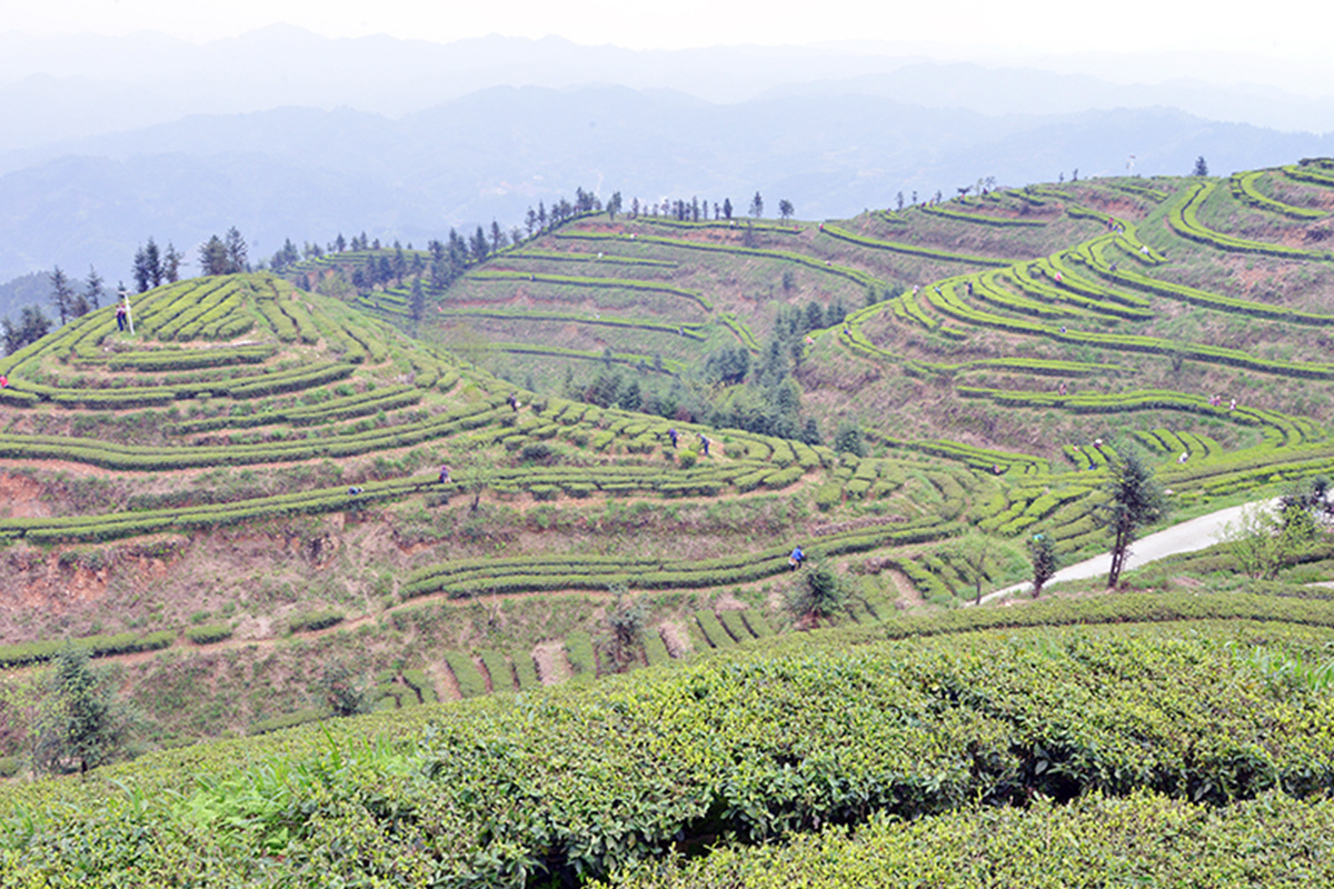 茶园风采