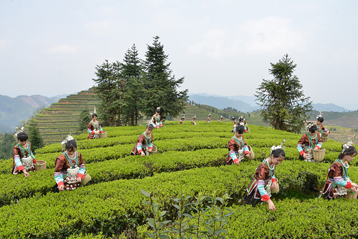 茶园风采