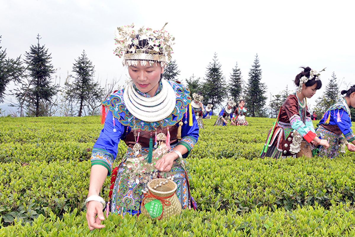 茶园风采