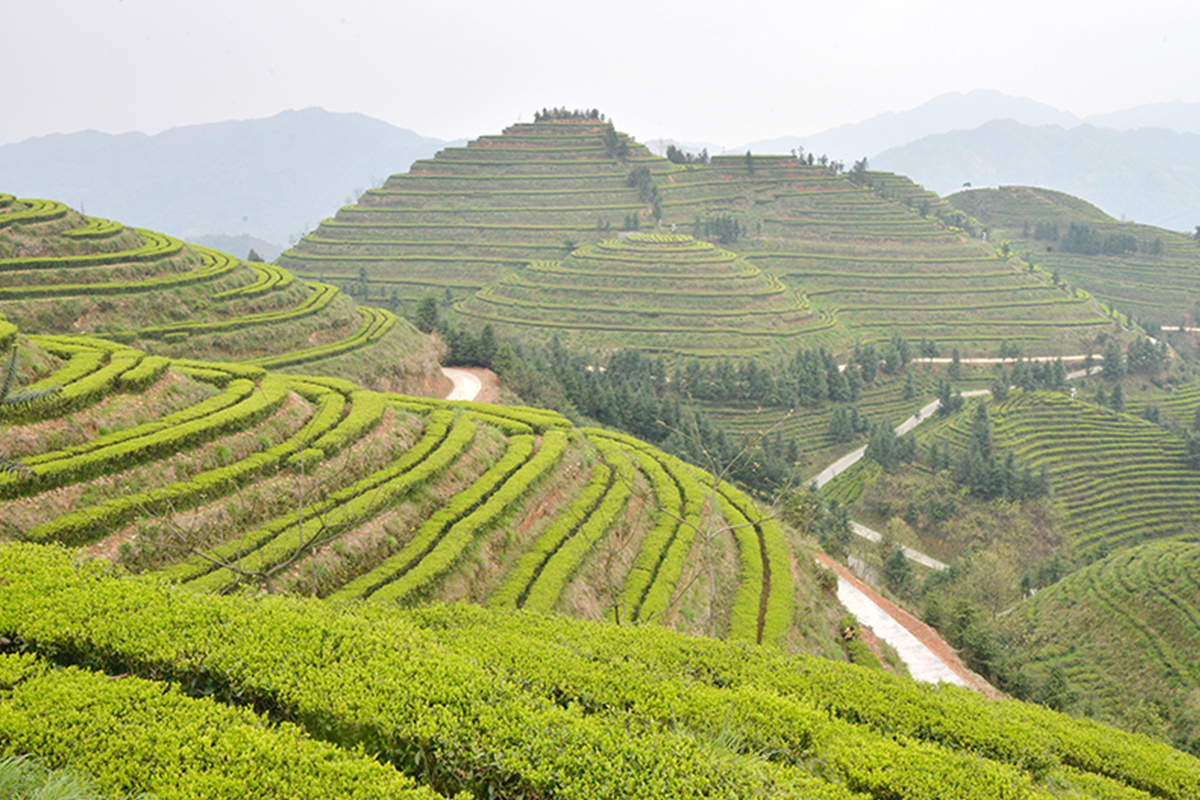 茶园风采