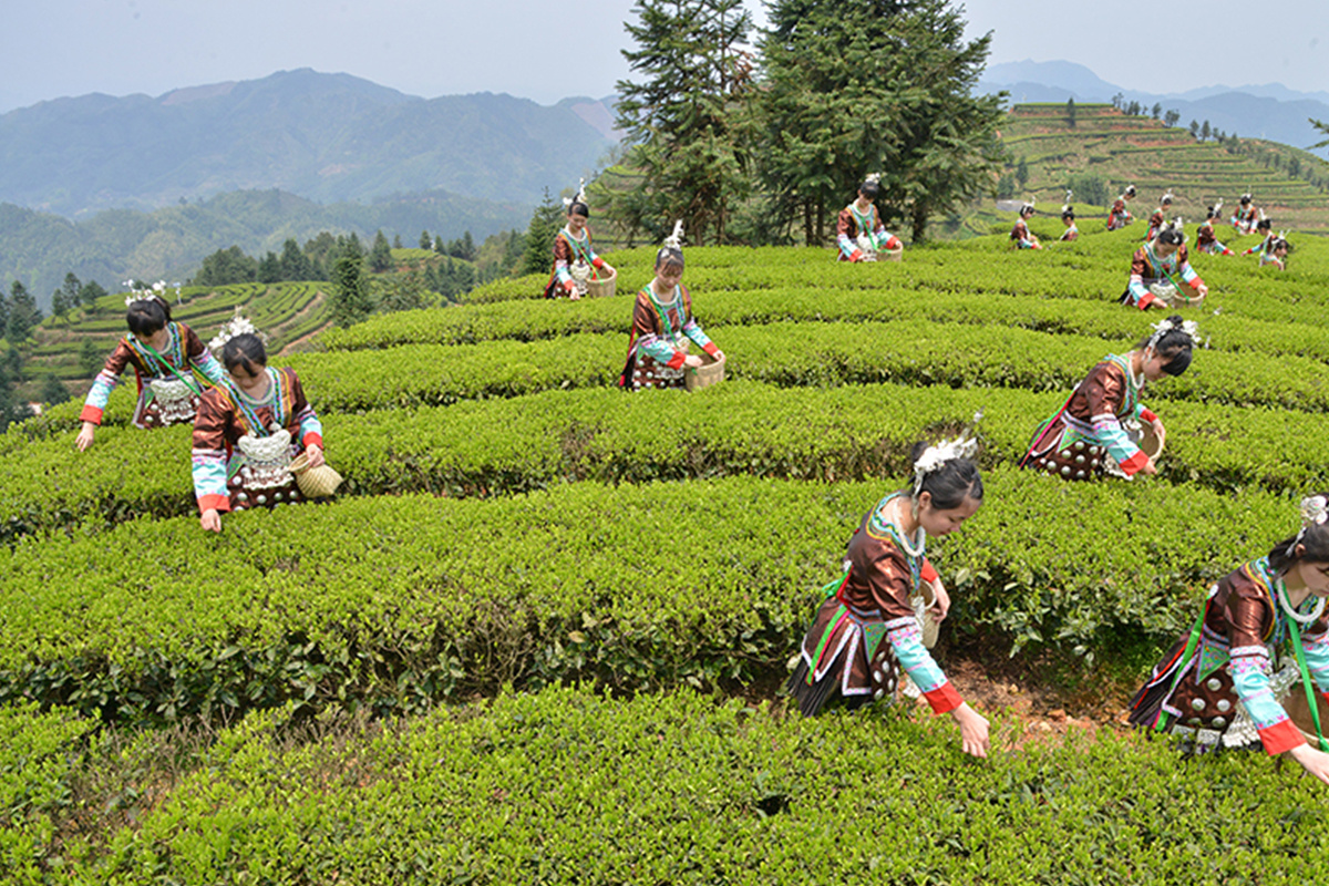 茶园风采