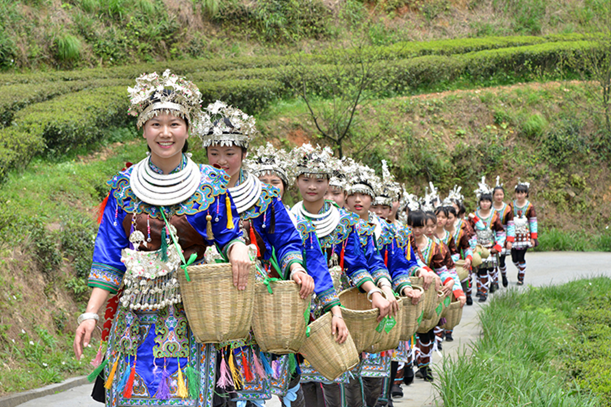 茶园风采