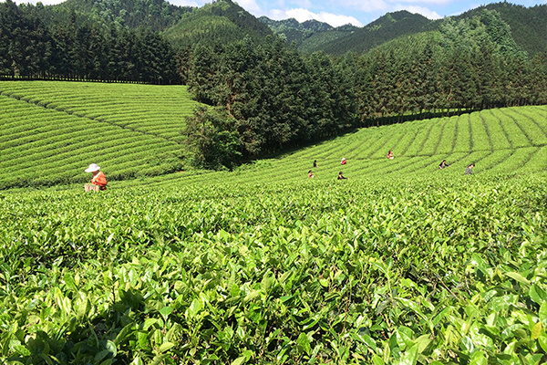 湖南尊龙凯时茶业有限公司