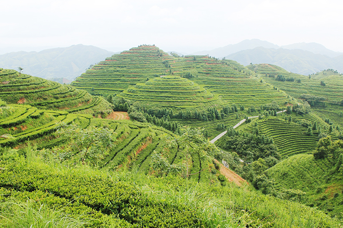 茶园风采