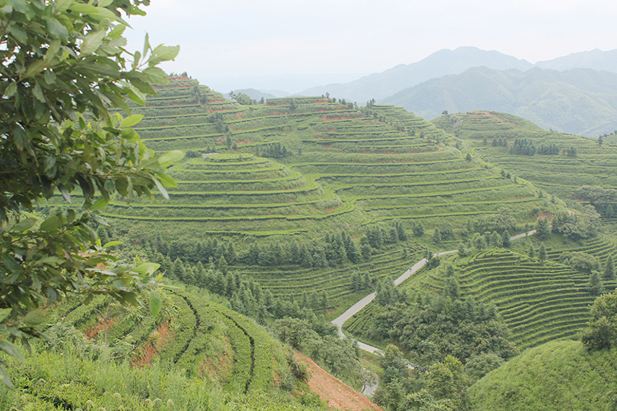 茶园风采