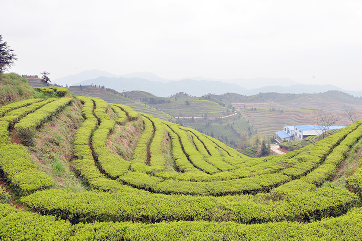 茶园风采