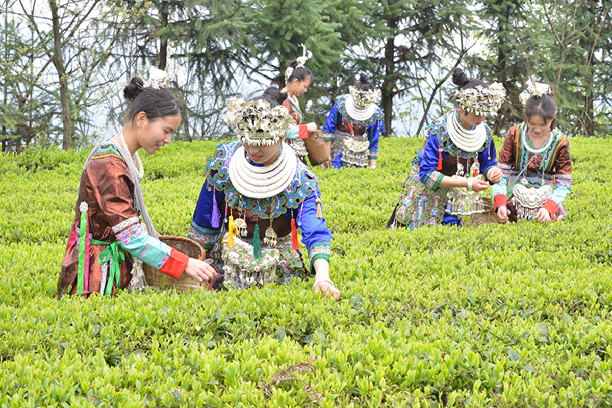 茶园风采