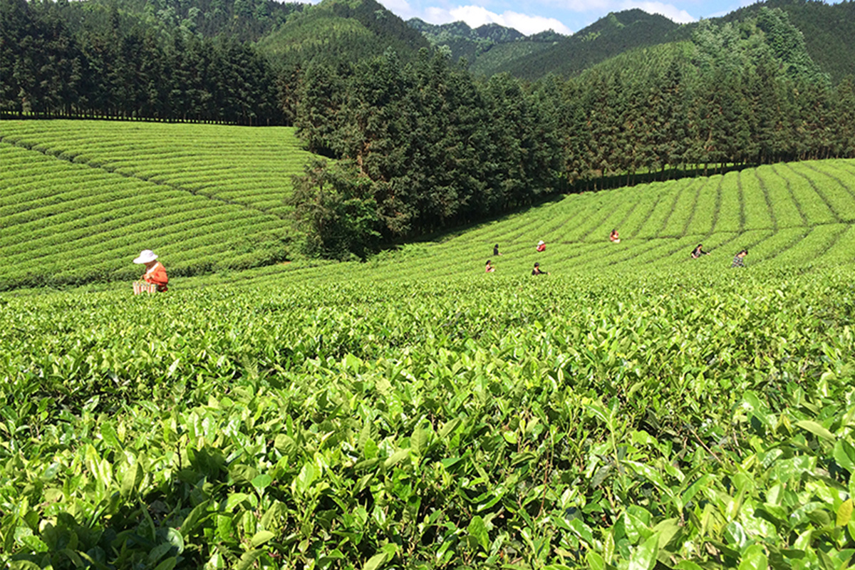 茶园风采