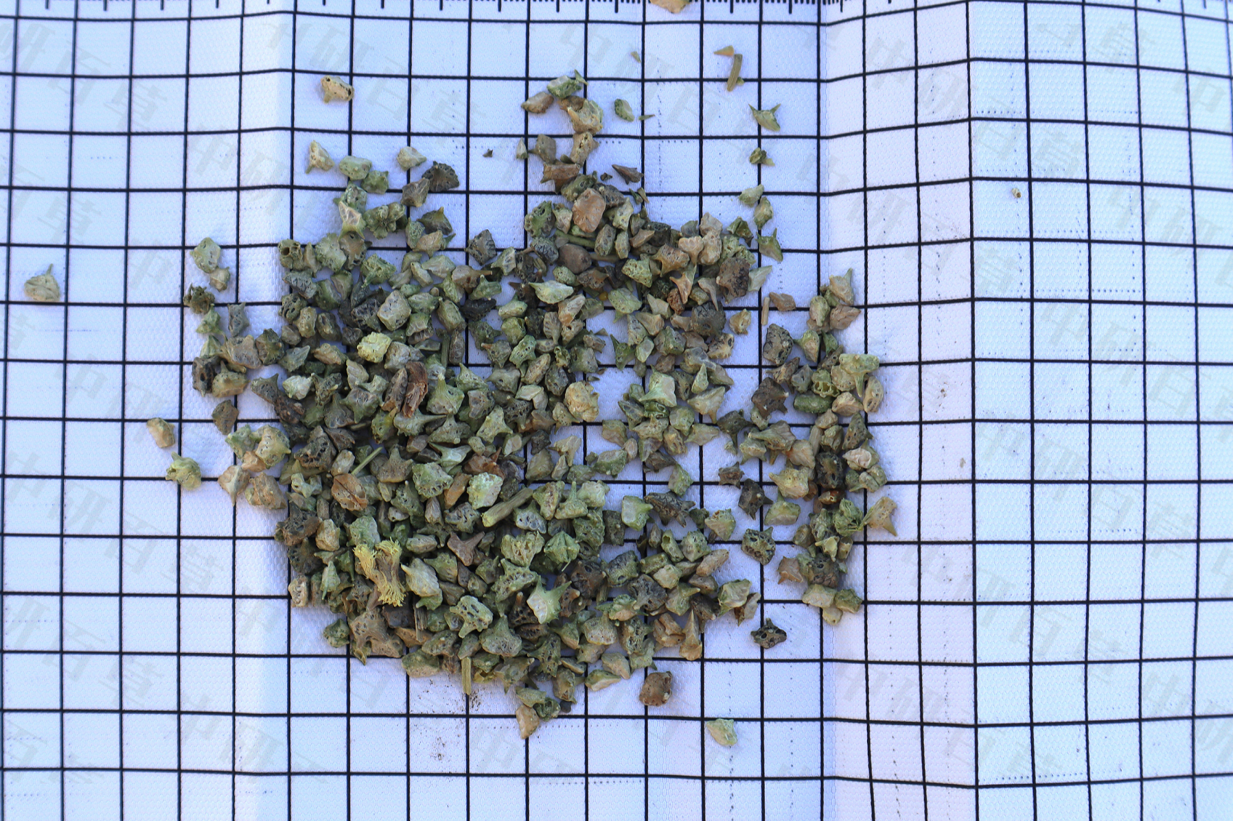 平肝熄风之蒺藜