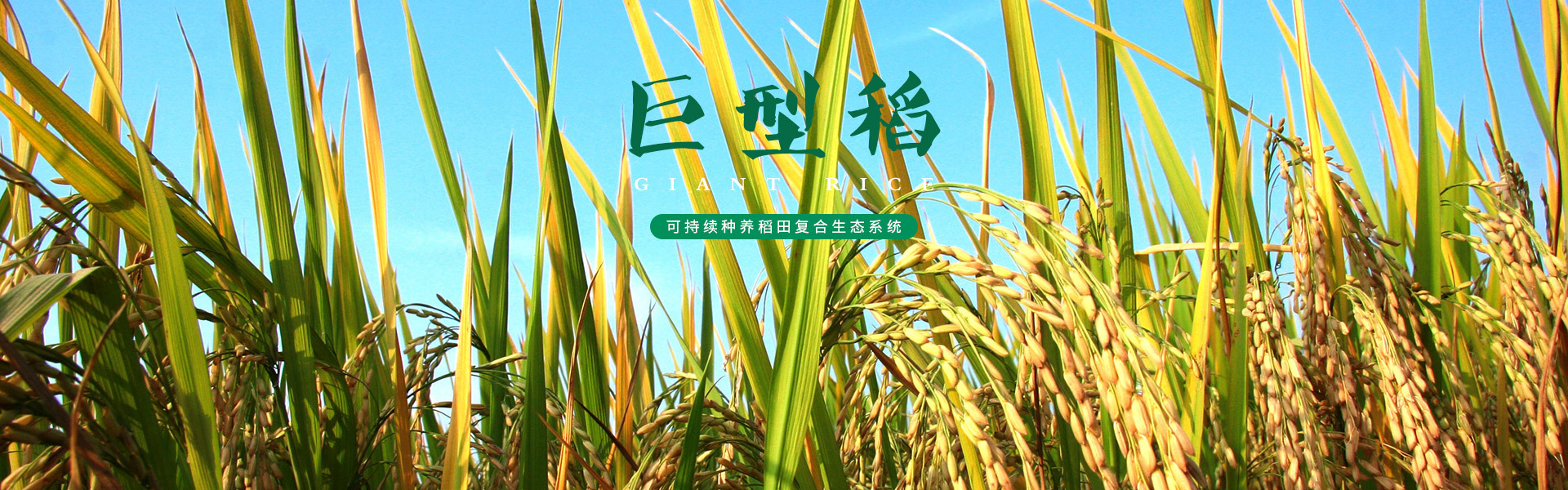 我家后花園