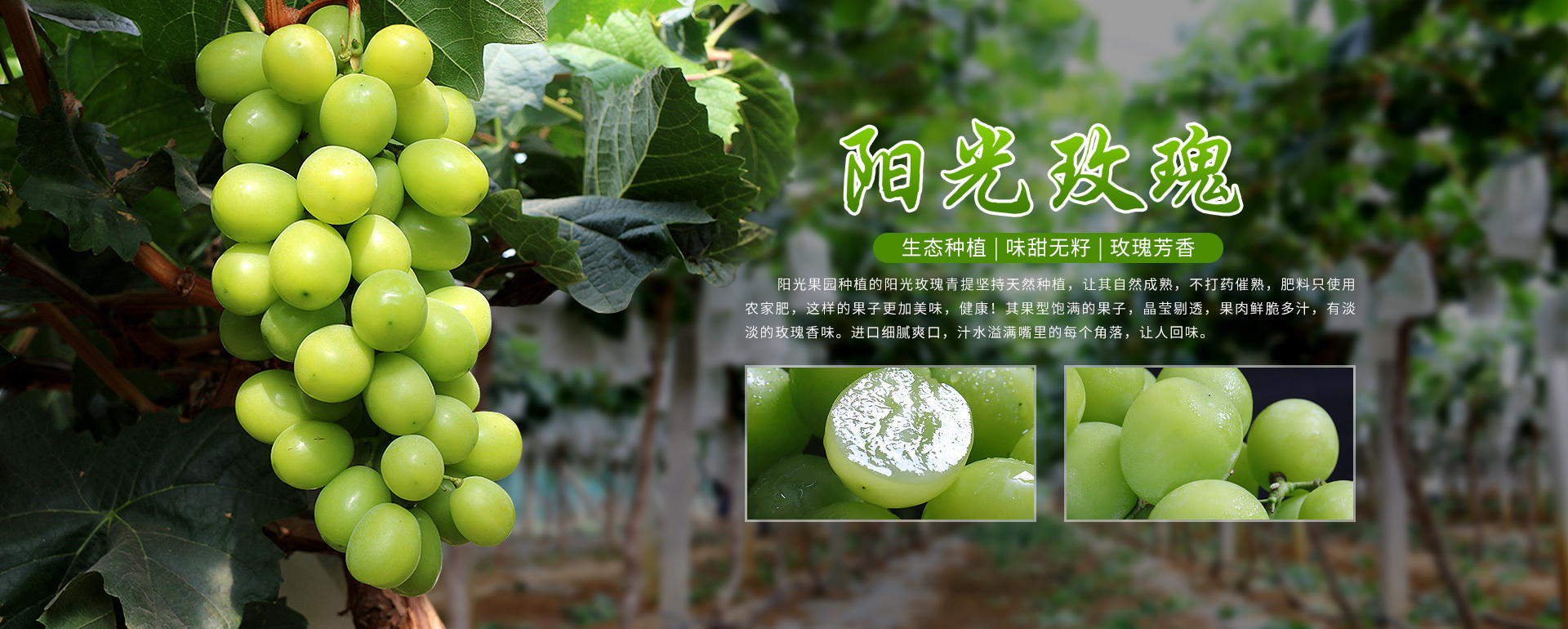 陽光果業