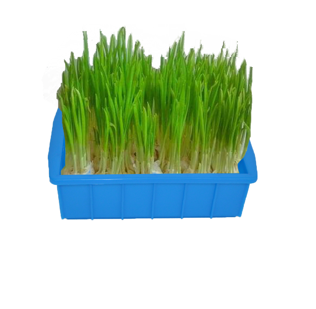 鼎瑞塑業(yè)塑料方盤種植蒜苗