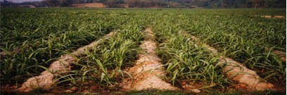 旱地甘蔗节水抗旱种植技术