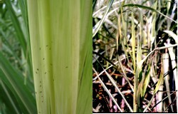 甘蔗大生长期叶部害虫危害及防治