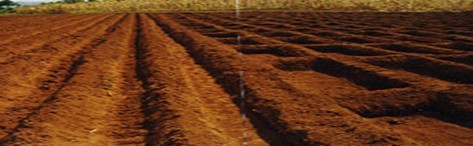 旱地甘蔗节水抗旱种植技术