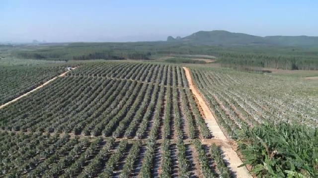 广西桂洁农业开发有限公司