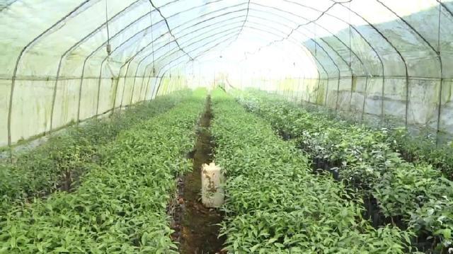 广西桂洁农业开发有限公司