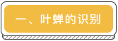 茶音效果見證