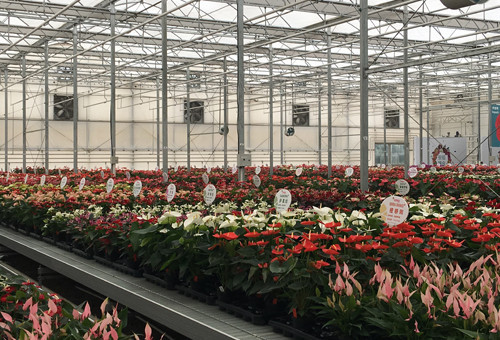 Eurosatrs Air Source Heat Pump &FCU Contributes to the Planting of Flowers Greenhouse