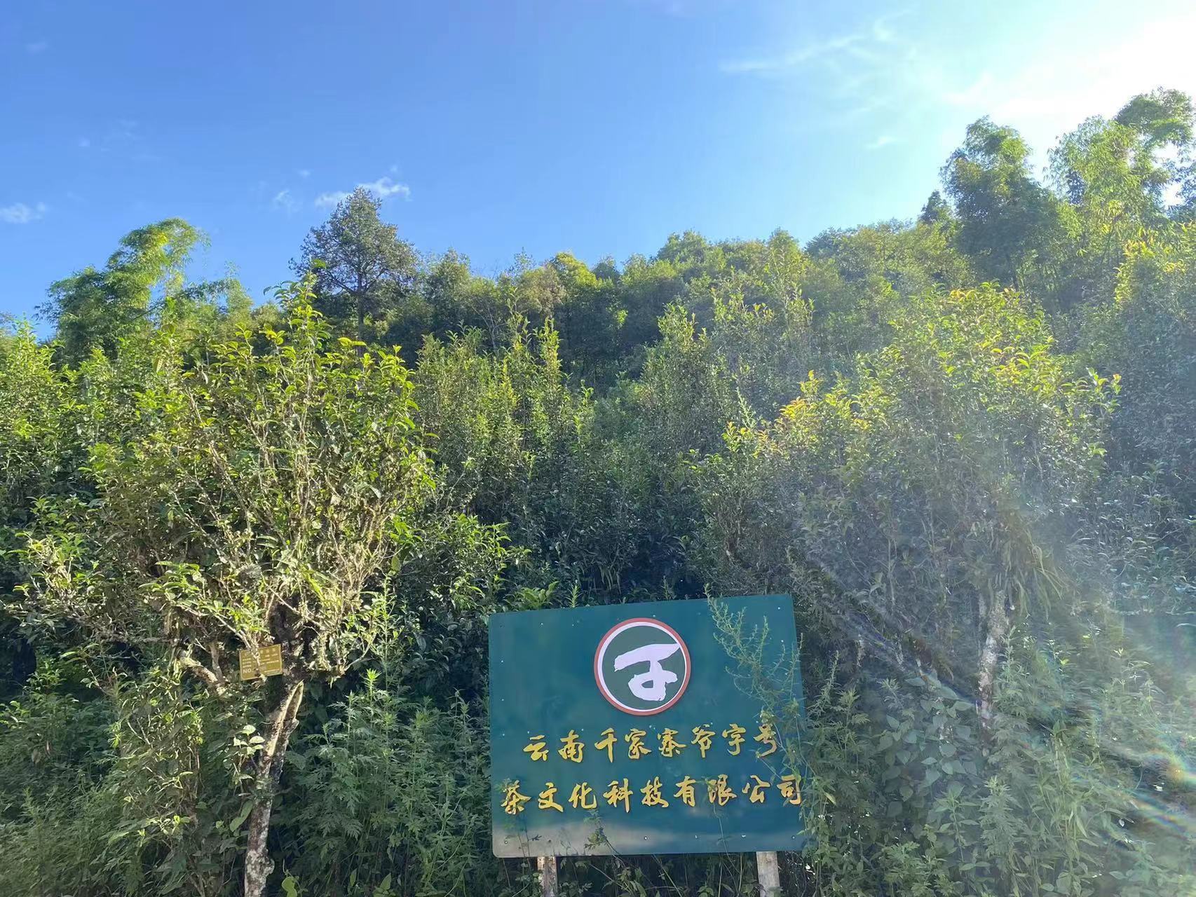 茶葉基地