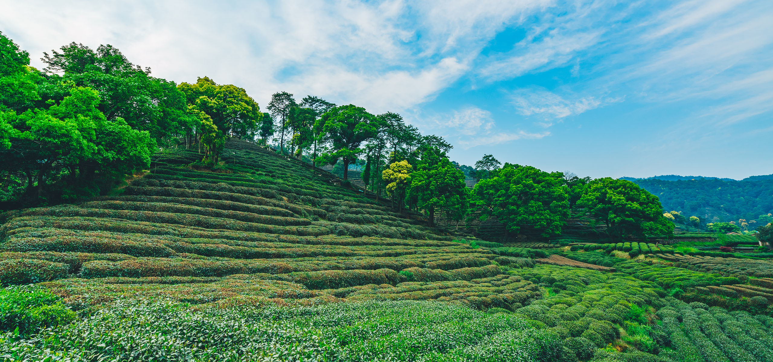 千家寨爺字號(hào)普洱茶