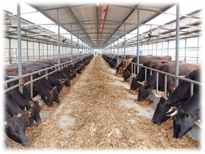中央财政拨1.18亿支持辽宁猪牛产业发展