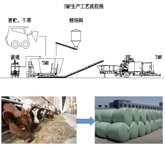 TMF飼料