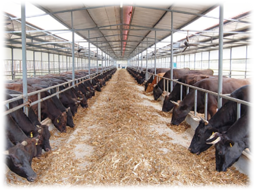 The central government allocated 118 million to support the development of Liaoning pig and cattle industry