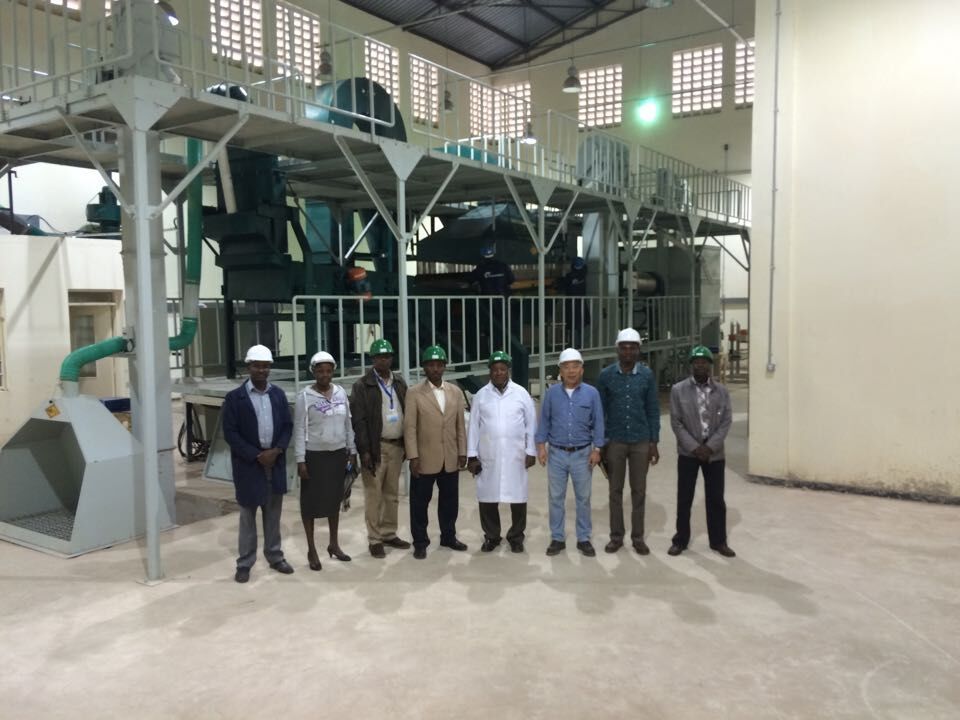 Maize seed processing line