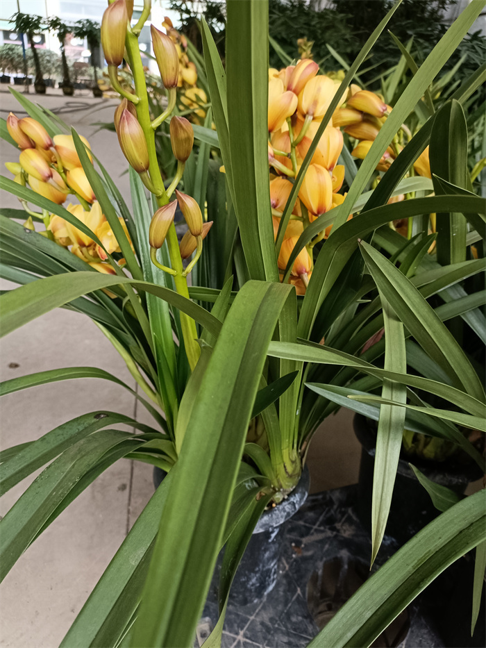 鮮花