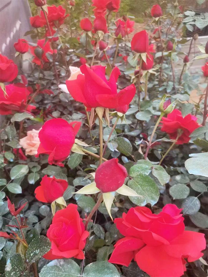 蔓海姆月季