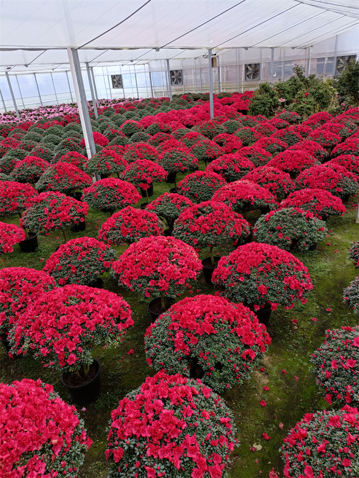 鮮花