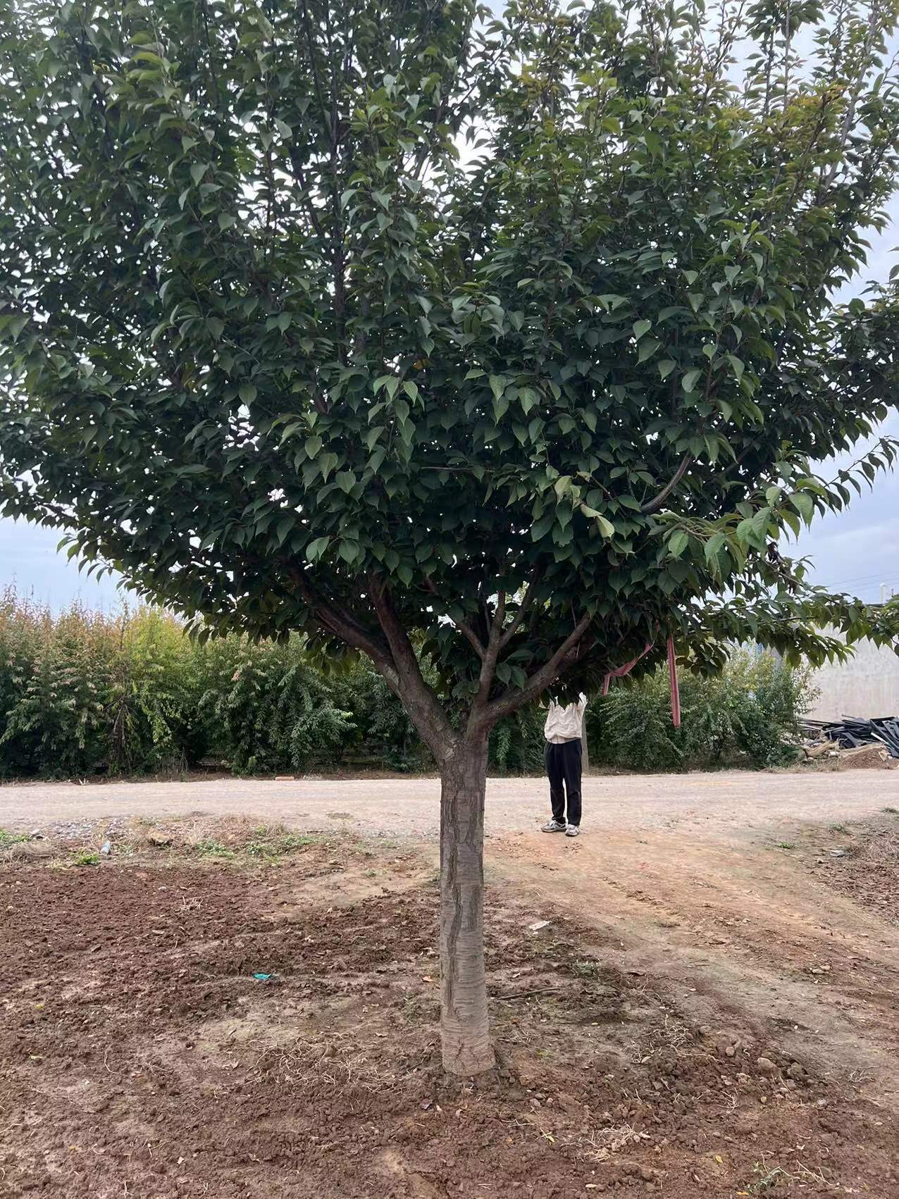 櫻花
