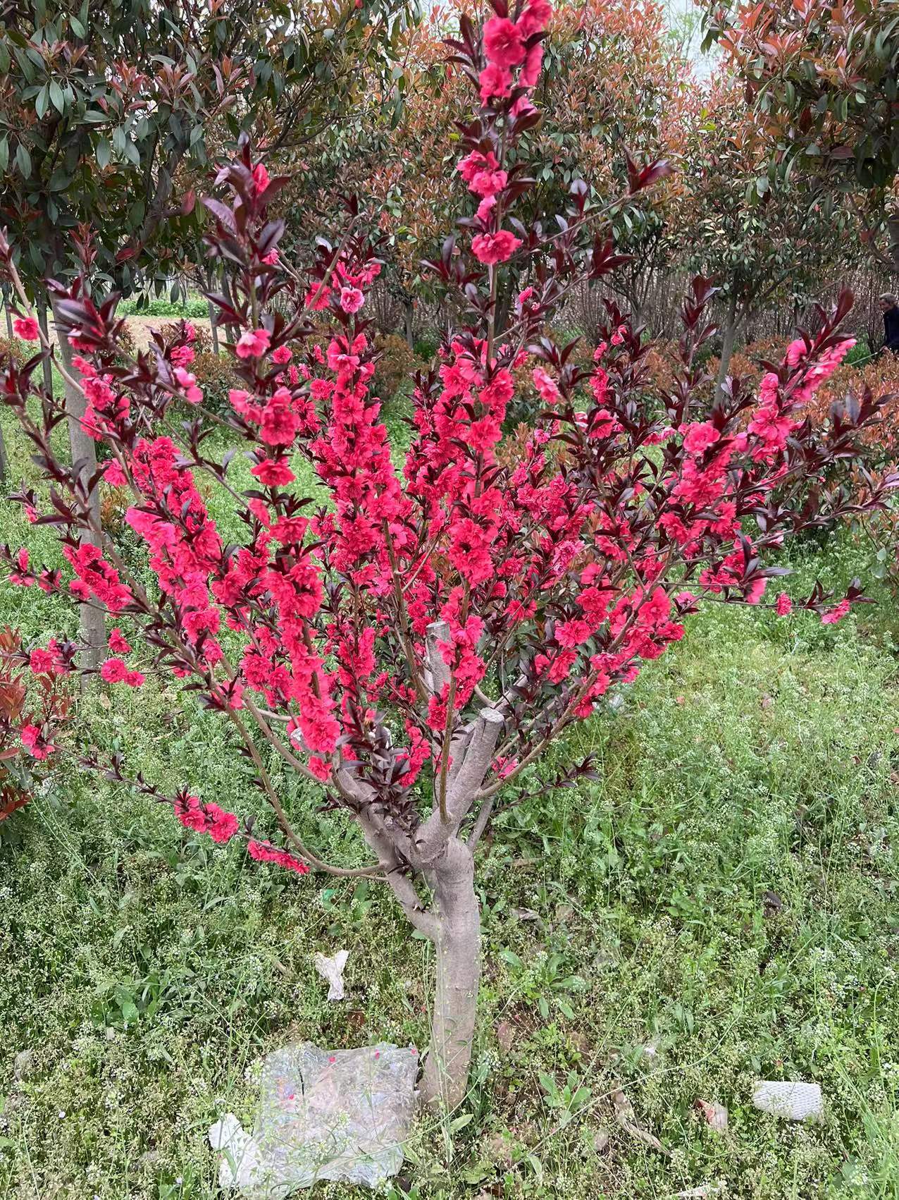 紅葉碧桃